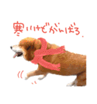 トイプーとMIX犬のいろんな時用スタンプ！（個別スタンプ：26）