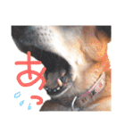 トイプーとMIX犬のいろんな時用スタンプ！（個別スタンプ：27）