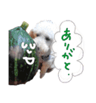トイプーとMIX犬のいろんな時用スタンプ！（個別スタンプ：29）