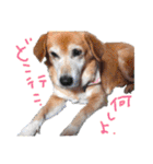 トイプーとMIX犬のいろんな時用スタンプ！（個別スタンプ：30）