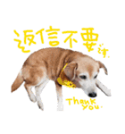 トイプーとMIX犬のいろんな時用スタンプ！（個別スタンプ：31）