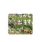 トイプーとMIX犬のいろんな時用スタンプ！（個別スタンプ：32）