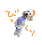 トイプーとMIX犬のいろんな時用スタンプ！（個別スタンプ：33）