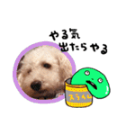 トイプーとMIX犬のいろんな時用スタンプ！（個別スタンプ：34）