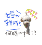 トイプーとMIX犬のいろんな時用スタンプ！（個別スタンプ：35）