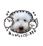トイプーとMIX犬のいろんな時用スタンプ！（個別スタンプ：37）