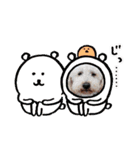 トイプーとMIX犬のいろんな時用スタンプ！（個別スタンプ：40）