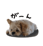 ポメプーパンのスタンプ（個別スタンプ：19）