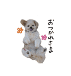 ポメプーパンのスタンプ（個別スタンプ：21）
