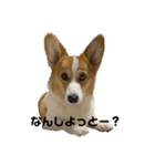 ボクベッカム②（個別スタンプ：1）