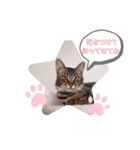 愛しのニャンズすたんぷ 2（個別スタンプ：1）