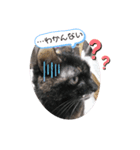 愛しのニャンズすたんぷ 2（個別スタンプ：3）