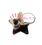 愛しのニャンズすたんぷ 2（個別スタンプ：8）