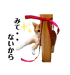 ぽたんぷ①（個別スタンプ：13）