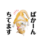 ぽたんぷ①（個別スタンプ：33）