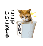 ぽたんぷ①（個別スタンプ：36）
