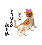 ぽたんぷ①（個別スタンプ：37）