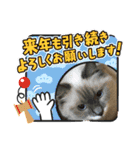 可愛い猫とインコのスタンプ（個別スタンプ：18）