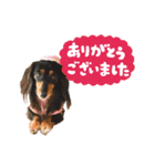ミニチュアダックスの気ままなランチ⑫（個別スタンプ：5）