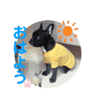 alii＆soeur（個別スタンプ：13）