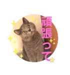 alii＆soeur（個別スタンプ：14）