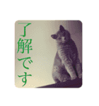 alii＆soeur（個別スタンプ：16）