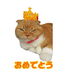 きなことあんこ6（個別スタンプ：1）