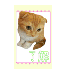 きなことあんこ6（個別スタンプ：5）