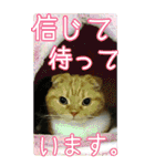 きなことあんこ6（個別スタンプ：10）