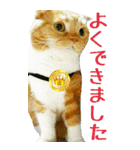 きなことあんこ6（個別スタンプ：12）