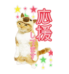 きなことあんこ6（個別スタンプ：14）