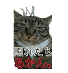 きなことあんこ6（個別スタンプ：19）