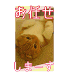 きなことあんこ6（個別スタンプ：20）
