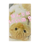 きなことあんこ6（個別スタンプ：21）