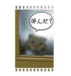 きなことあんこ6（個別スタンプ：24）