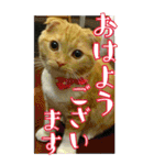 きなことあんこ6（個別スタンプ：26）