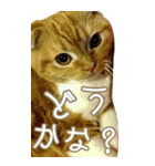 きなことあんこ6（個別スタンプ：27）