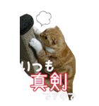 きなことあんこ6（個別スタンプ：31）