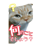 きなことあんこ6（個別スタンプ：35）