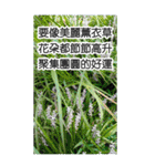 自然の長老の地図(大きなステッカー)（個別スタンプ：20）