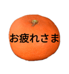 金時みかん（個別スタンプ：5）