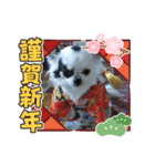 お正月チワワ（個別スタンプ：2）