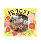 お正月チワワ（個別スタンプ：3）