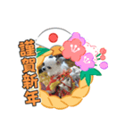お正月チワワ（個別スタンプ：5）