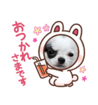 チワワの感情（個別スタンプ：2）