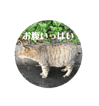 k.n オリジナル5（個別スタンプ：8）