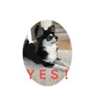 チワワのチー太 chihuahua（個別スタンプ：1）