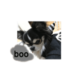 チワワのチー太 chihuahua（個別スタンプ：3）