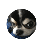 チワワのチー太 chihuahua（個別スタンプ：4）