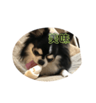 チワワのチー太 chihuahua（個別スタンプ：5）